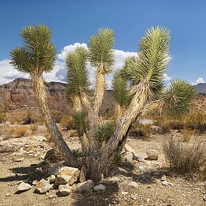 Desert landscape with tree