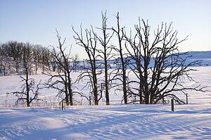 Leafless snow covered trees in winter
