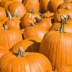 Autumn pumpkins at outdoor market.