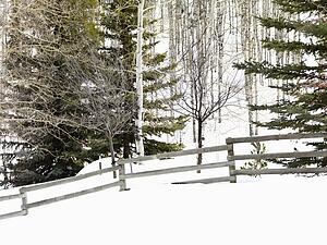 Snow covered Colorado landscape with trees and post and rail fence.
