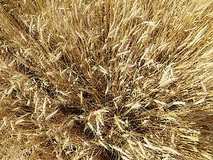 Overhead close up view of wheat field ready for harvest.