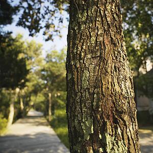 Trunk of tree with wooded sidewalk in background at Bald Head Island, North Carolina.