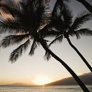 Sunset over Pacific ocean with silhouetted palm trees