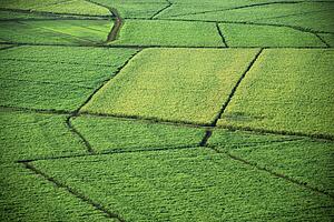 Aerial of sugarcane crops in Maui, Hawaii