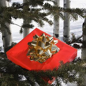 Christmas present laying in a tree.