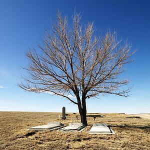 Three tombstones under a tree in cemetery.