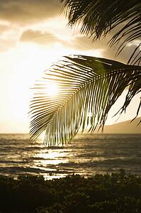Palm trees silhouetted against sun setting over Pacific ocean in Maui, Hawaii