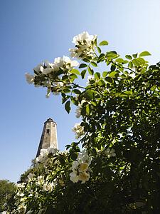 Bald Head Lighthouse seen through wild roses at Bald Head Island, North Carolina.