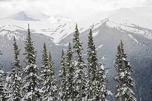 Snow covered trees in Whistler, Canada.