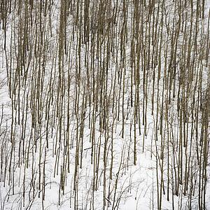 Bare trees in forest covered in snow.