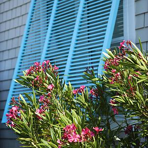 Detail of exterior window on home with flowering bush.