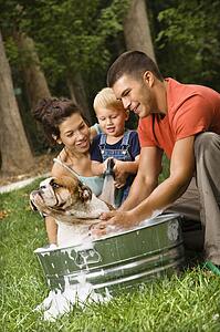 Family with toddler giving English Bulldog a bath