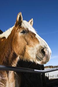 Draft horse leaning over fence