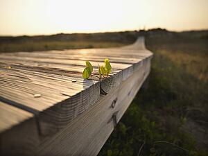 Low angle view of wooden boardwalk with plant growing on it at Bald Head Island, North Carolina.