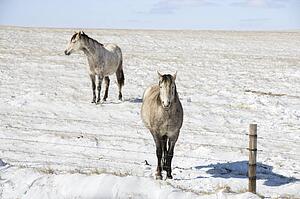 Two horses in snowy pasture behind fence.