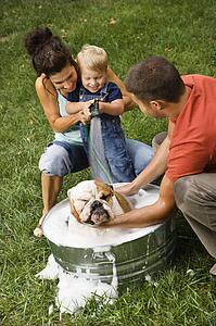 Caucasian family with toddler son giving English Bulldog a bath outdoors.