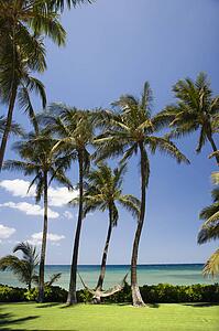 Palm trees with hammock by Pacific ocean.