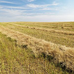 Flax plant crop during harvest in the American midwest.