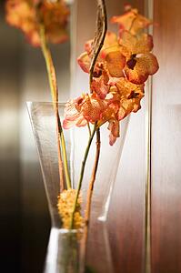 Still life shot of orange orchid in vase