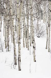 Forest of leafless Aspen trees in winter with snow on ground.