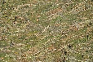 Aerial of clear cut landscape with cut trees on ground, USA