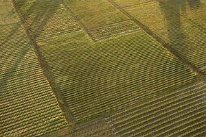 Agricultural cropland
