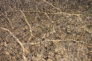 Aerial view of several dirt roads intersecting in wooded area with bare trees in Pennsylvania.
