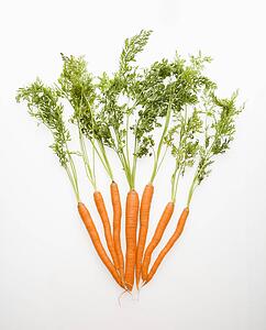 Bunch of carrots spread out against white background.