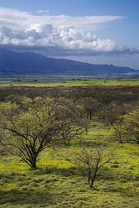 Landscape with green grass and trees with mountain in background in Maui, Hawaii.
