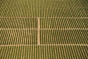 Aerial view of farmland with rows of crops.