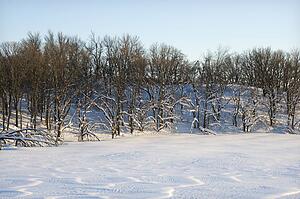 Barren snow covered trees in winter