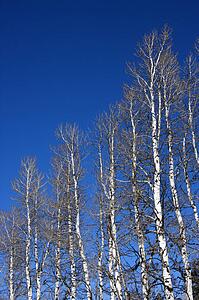 Group of aspen trees with blue sky in background.