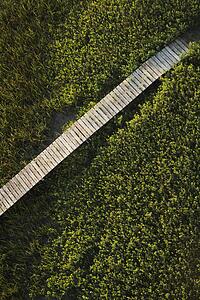 Wooden boardwalk over wetlands.