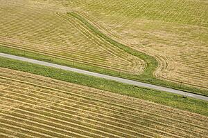 Aerial of rows in agricultural cropland