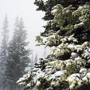 Snow covered pine trees in fog.