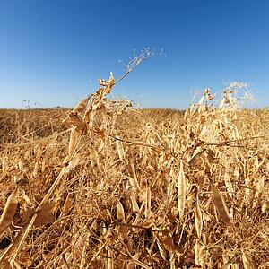 Drying yellow pea plants in farmland
