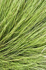 Long green thick grass.
