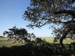 Live oak tree with wetland and stream in background at Bald Head Island, North Carolina.