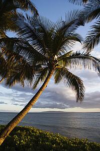 Palm tree by Pacific ocean in Maui, Hawaii
