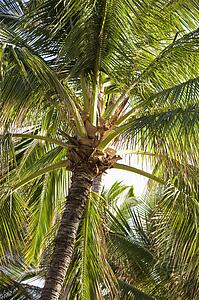 Top of palm tree with fronds.
