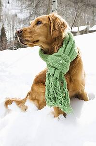 Golden Retriever in snow wearing green scarf