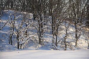 Barren snow covered trees in winter