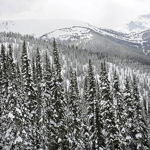 Snow covered trees in Whistler, Canada