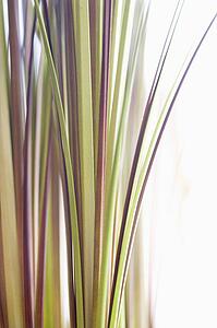 Abstract shot of decorative grass.