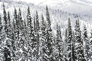 Snow covered trees in Whistler, Canada
