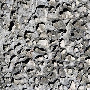 Close up of textured rock with seashell.