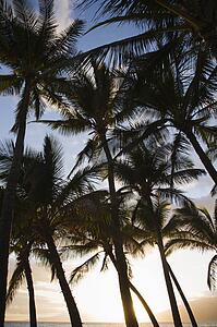 Palm trees silhouetted against sky in Maui, Hawaii.