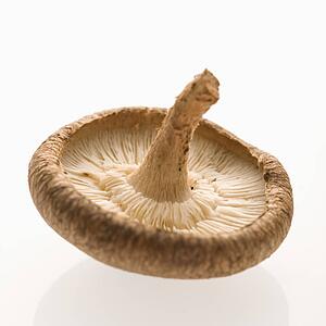 Single shiitake mushroom on white background.