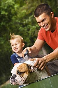 Father and toddler son giving English Bulldog a bath