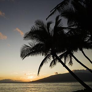 Sunset over Pacific ocean with silhouetted palm trees.